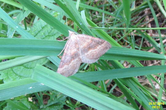 Scotopteryx chenopodiata Linnaeus 1758 resmi