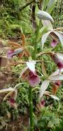 Image de Phaius tankervilleae (Banks) Blume