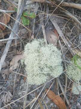 Слика од Cladonia evansii Abbayes