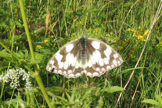 Image of marbled white