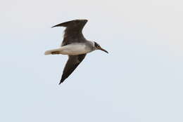 Image of White-eyed Gull