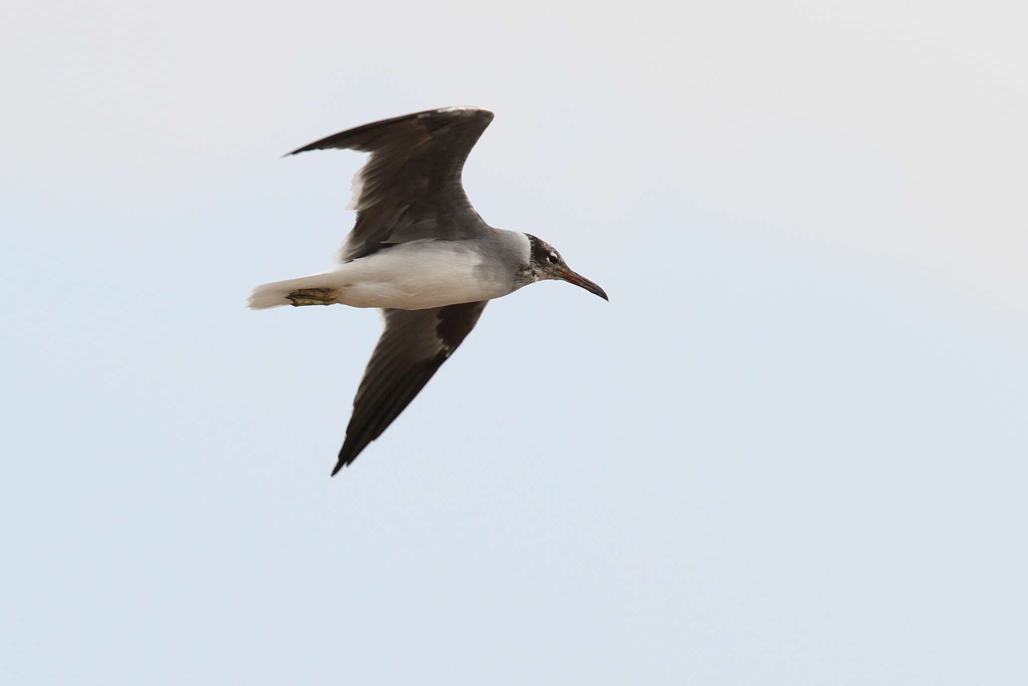 Image of White-eyed Gull