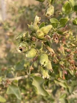 Слика од Clerodendrum phlomidis L. fil.