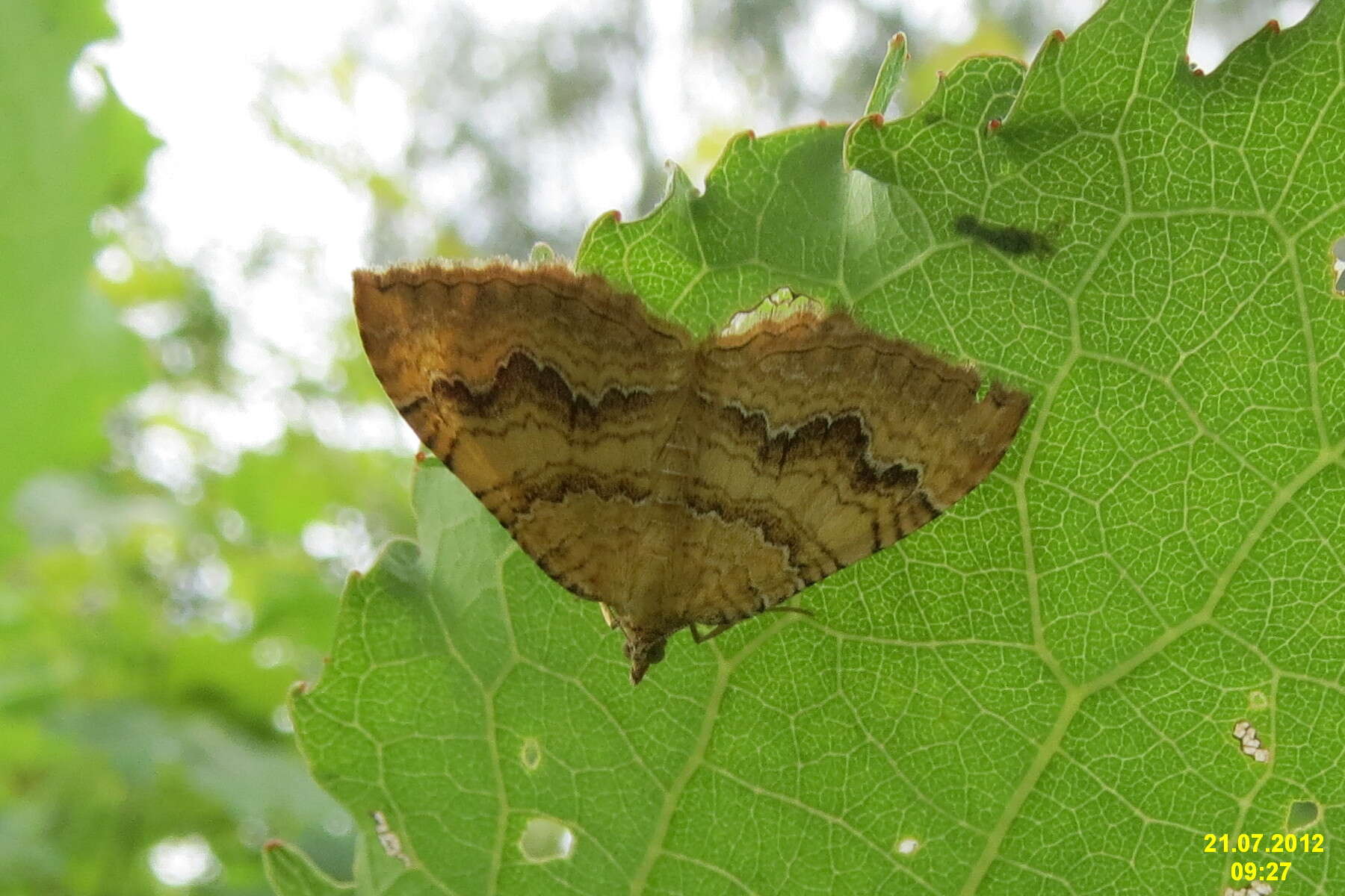 Image of Camptogramma bilineata