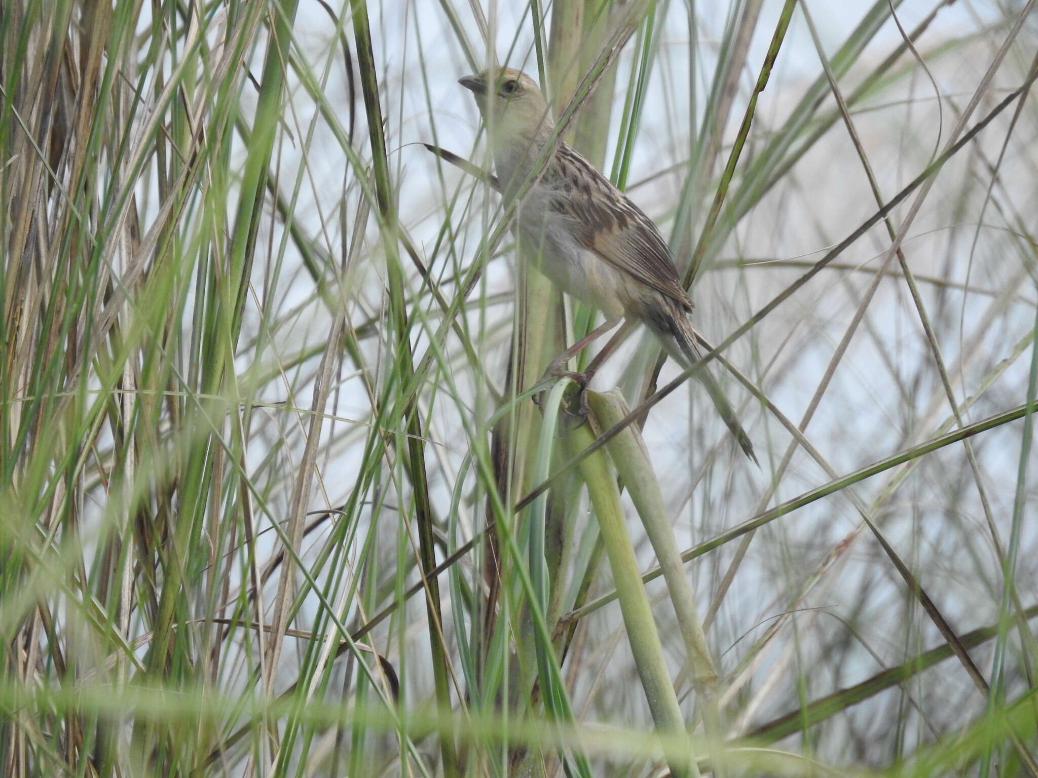 Plancia ëd Schoenicola striatus (Jerdon 1841)