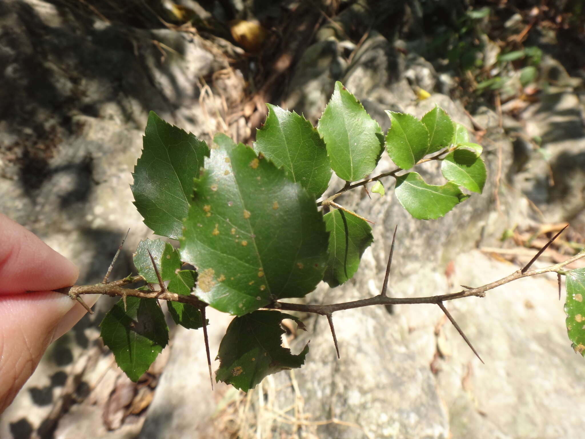 Image of dense logwood