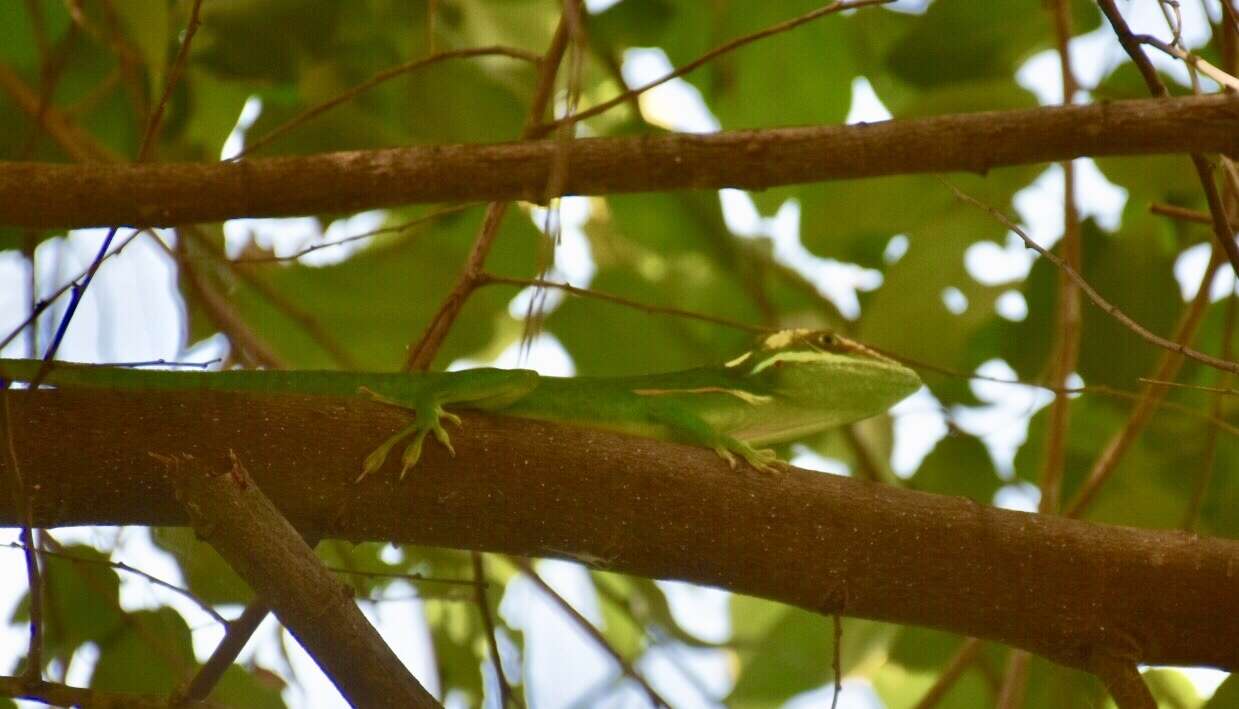 Слика од Anolis noblei Barbour & Shreve 1935