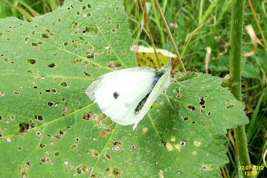 Image of cabbage butterfly