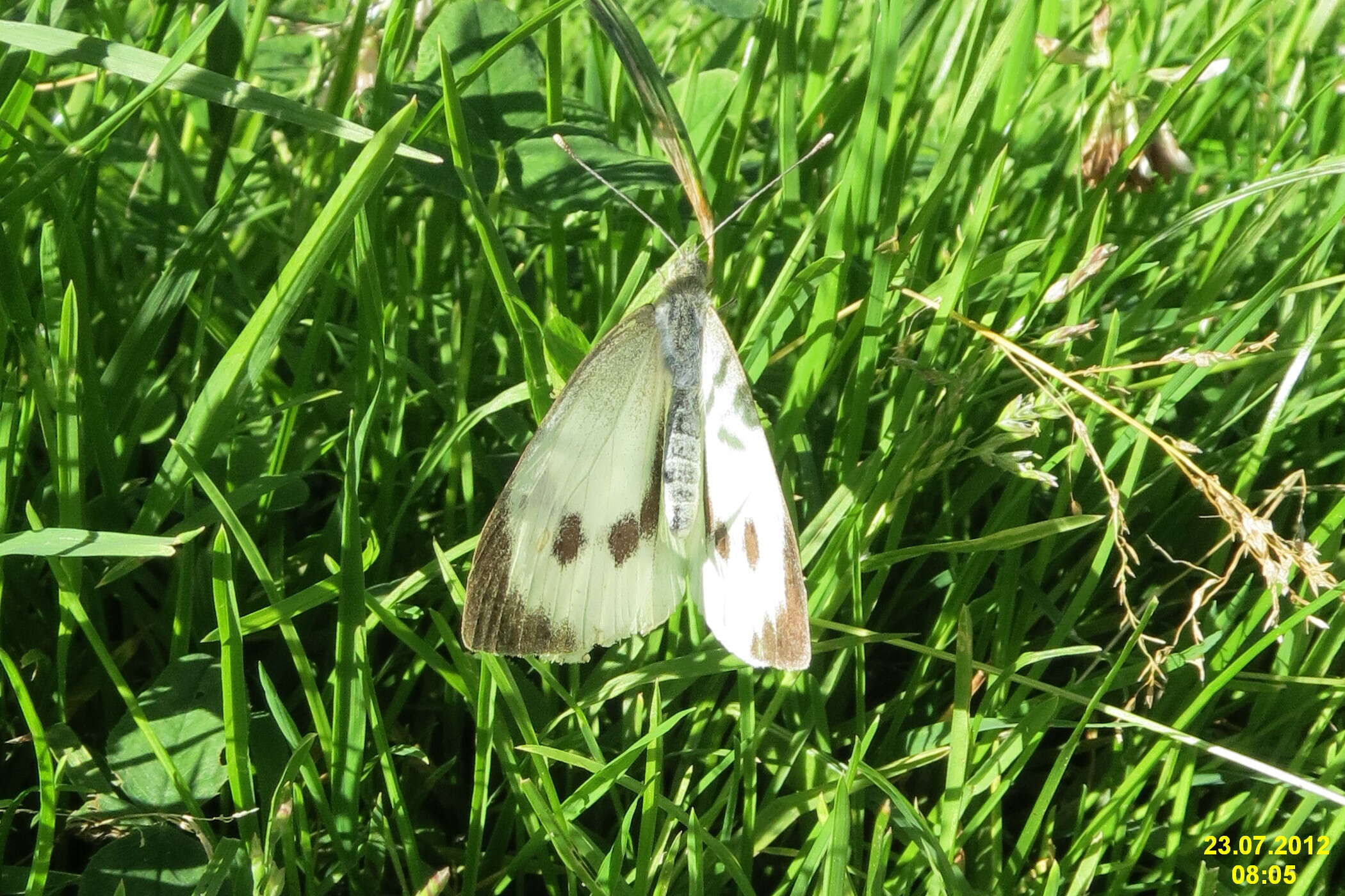 Image of cabbage butterfly