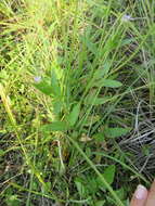 Image of fringed willowherb