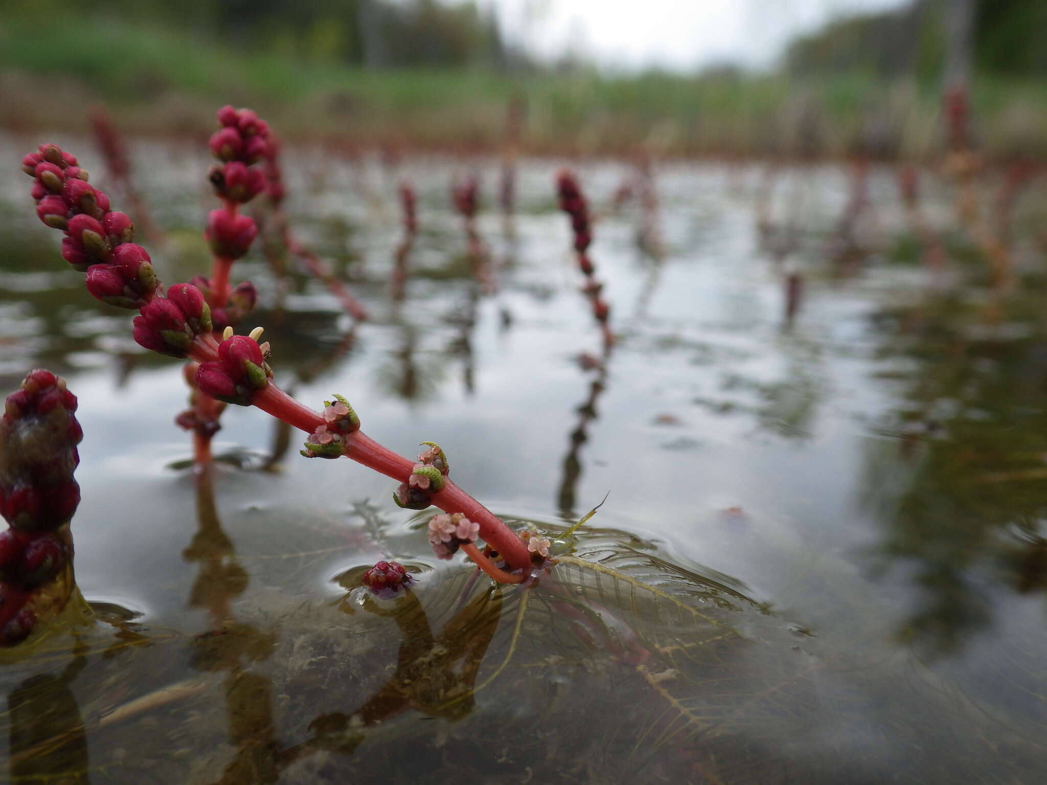 Image of Eurasian Water-Milfoil