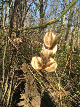 Image of wild yam