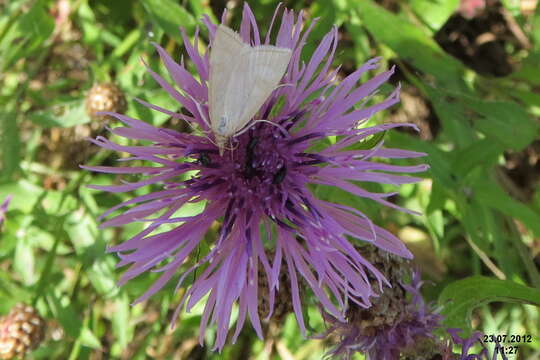 Image of Udea lutealis