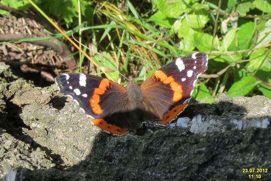 Image of Red Admiral