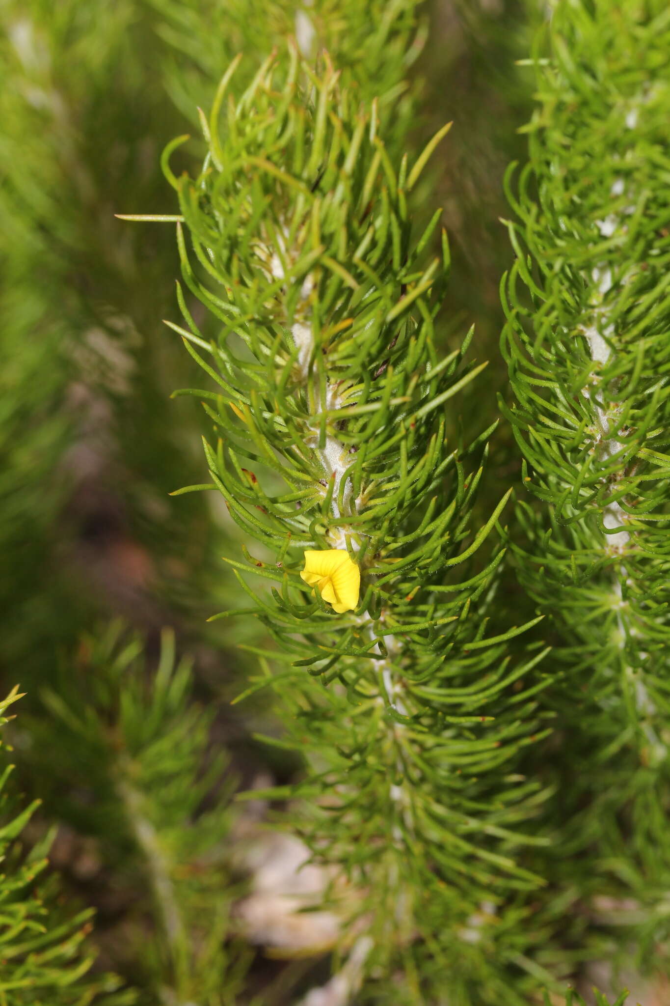 Image of Aspalathus pinguis subsp. australis R. Dahlgren