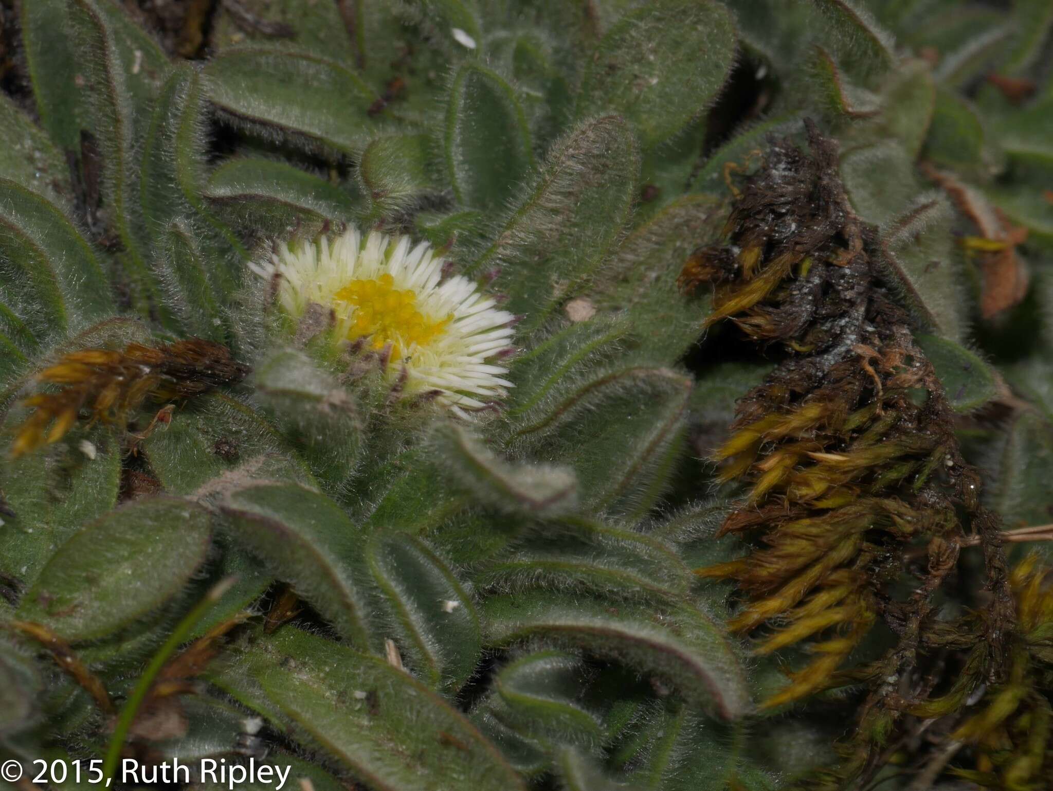 Image of Erigeron chionophilus Wedd.