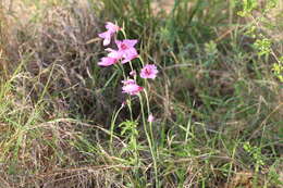 Imagem de Gladiolus brachyphyllus F. Bolus