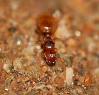 Pheidole cerebrosior Wheeler 1915 resmi