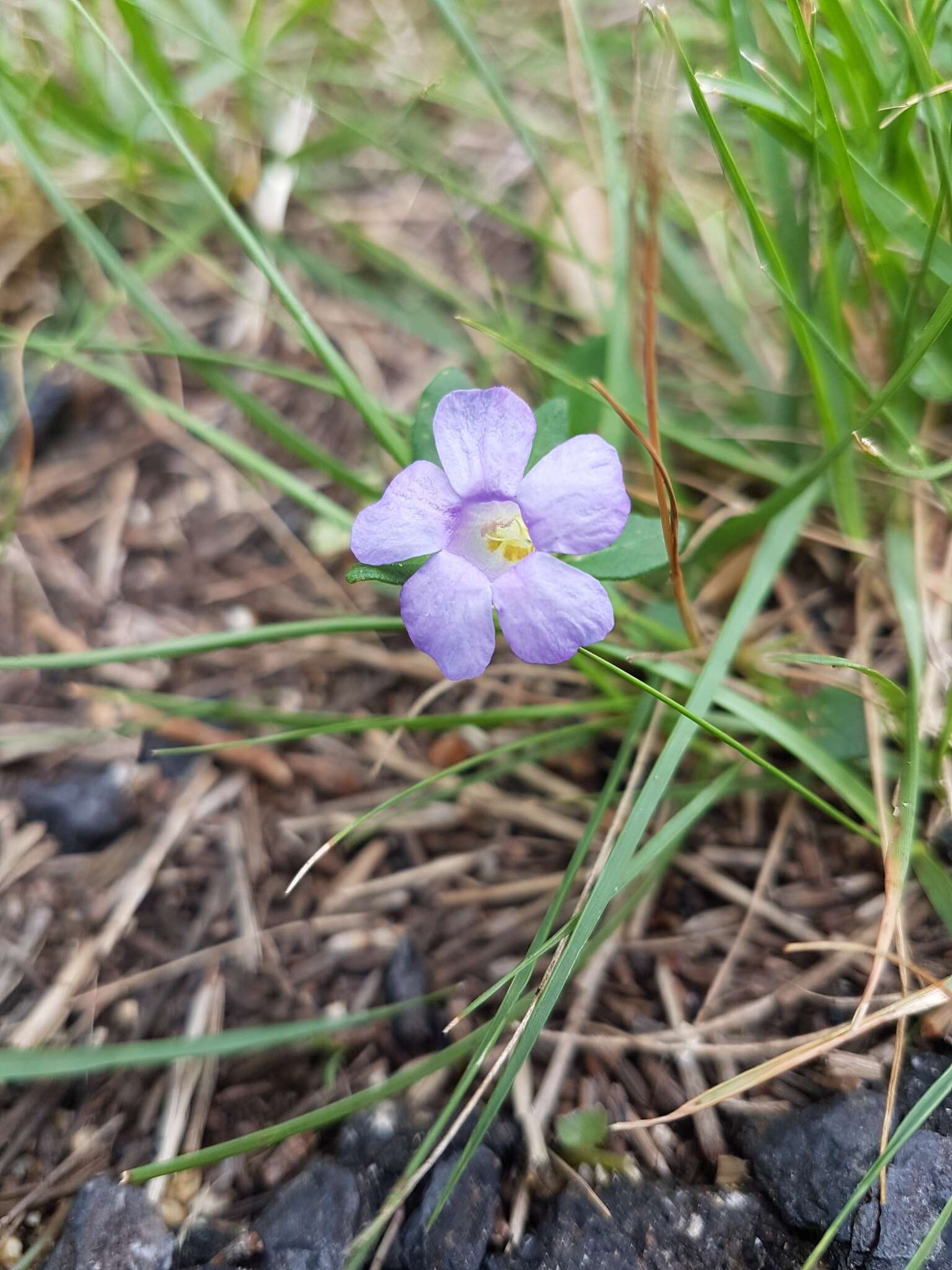 Sivun Brunoniella pumilio (R. Br.) Bremek. kuva