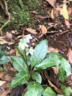 Image of Pyrola alboreticulata Hayata