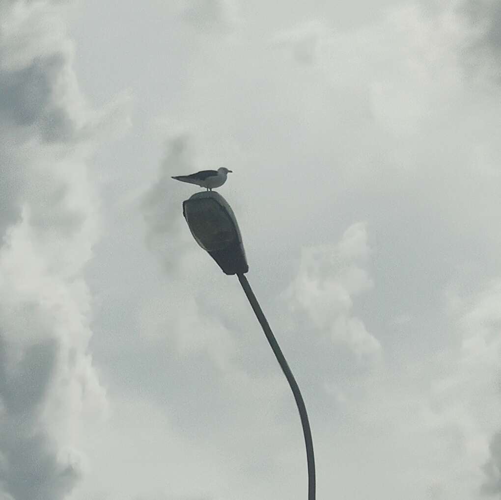 Image of lesser black-backed gull