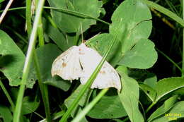 Image of Pebble Hook-tip