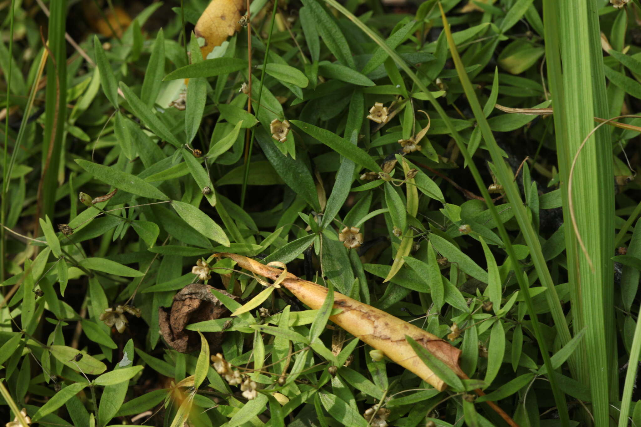 Plancia ëd Moehringia umbrosa (Bunge) Fenzl