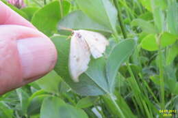 Image of Pebble Hook-tip