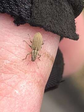 Image of Pea Leaf Weevil