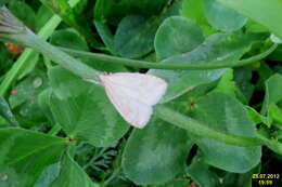 Image of Udea lutealis