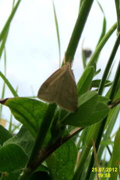 Image of Udea lutealis