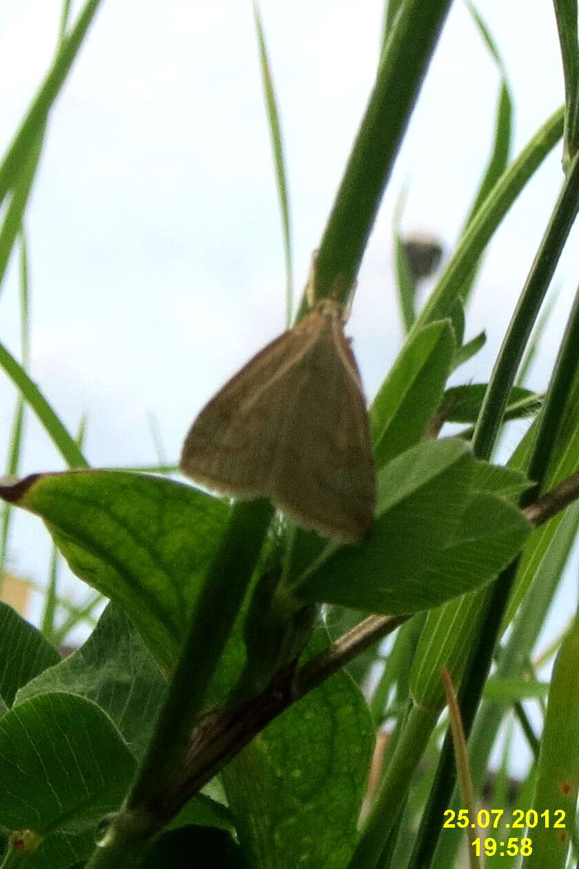 Image of Udea lutealis