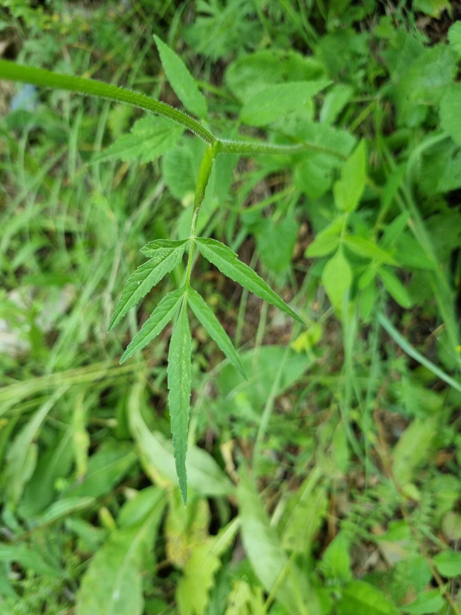 Heracleum chorodanum (Hoffm.) DC.的圖片