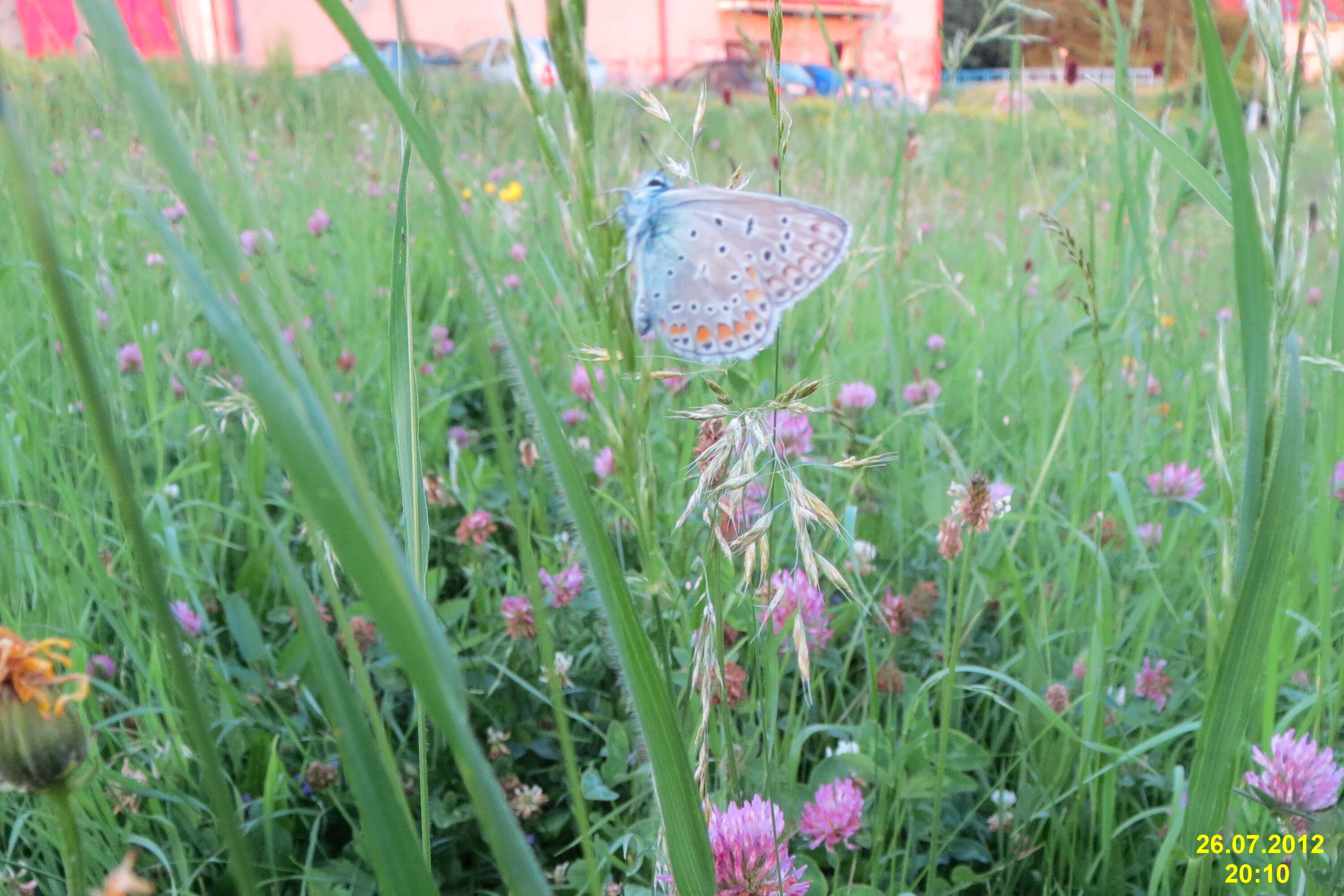 Image of common blue