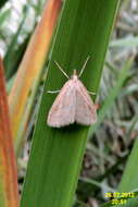 Image of Udea lutealis