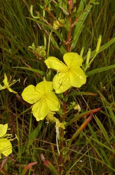 Sivun Oenothera heterophylla subsp. orientalis W. Dietrich, P. H. Raven & W. L. Wagner kuva