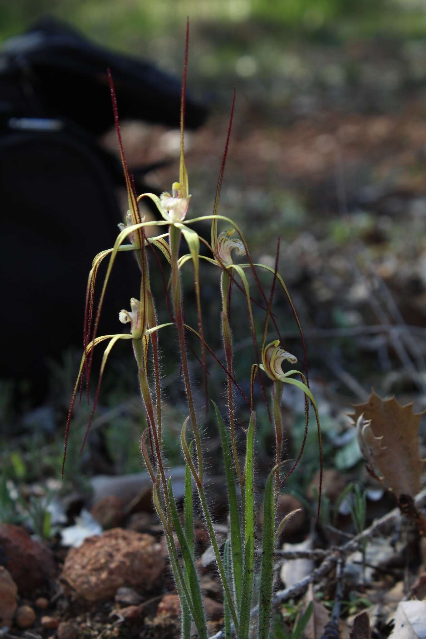 Image de Caladenia xantha Hopper & A. P. Br.