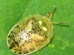 Image de Cassida (Cassida) nebulosa Linnaeus 1758