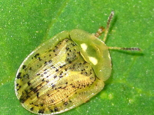 Image de Cassida (Cassida) nebulosa Linnaeus 1758