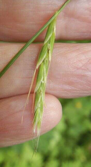 Image of Nodding False Semaphore Grass