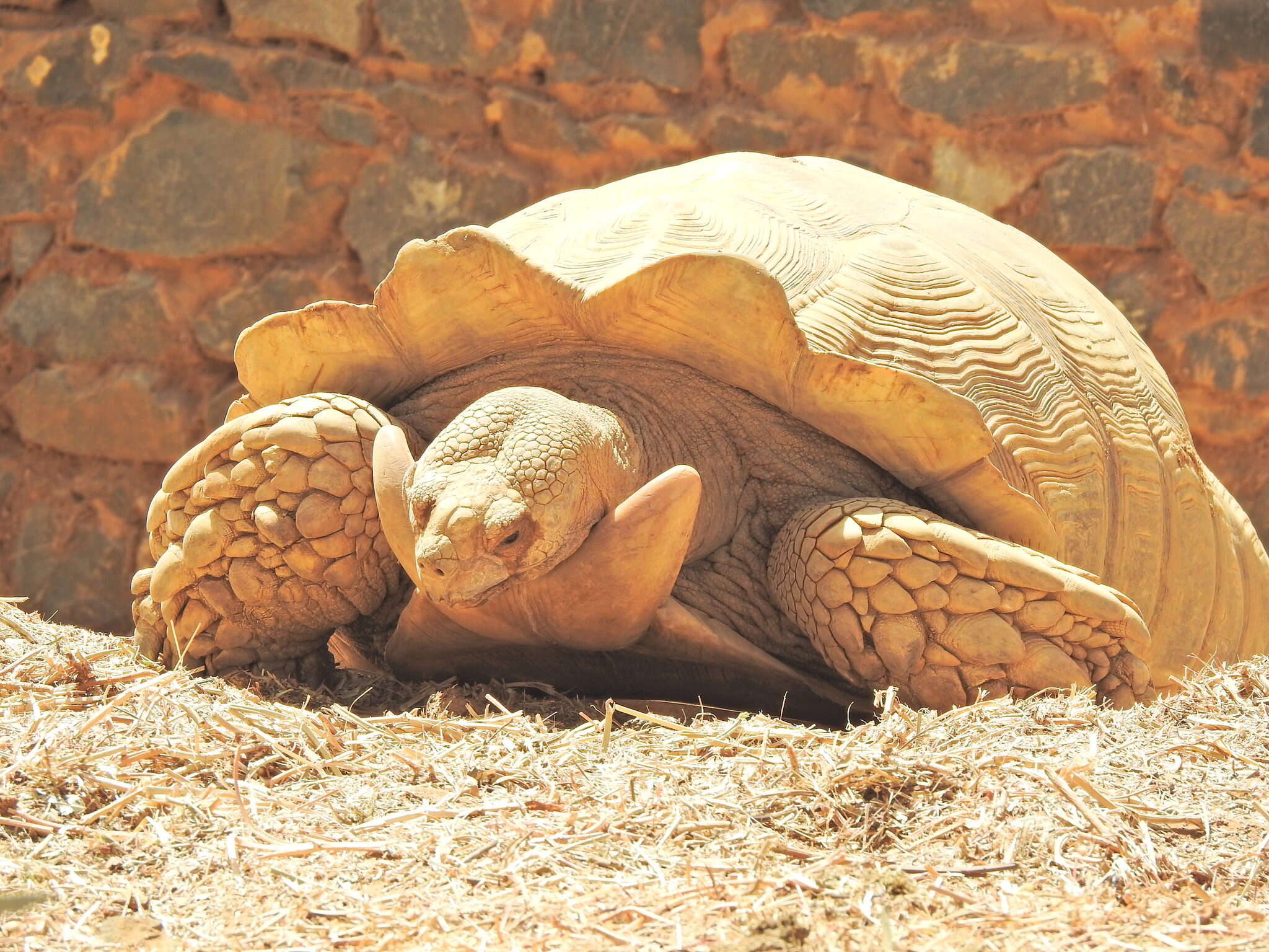 Image of spurred tortoise