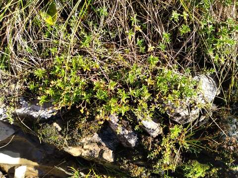 صورة Veronica linifolia Hook. fil.