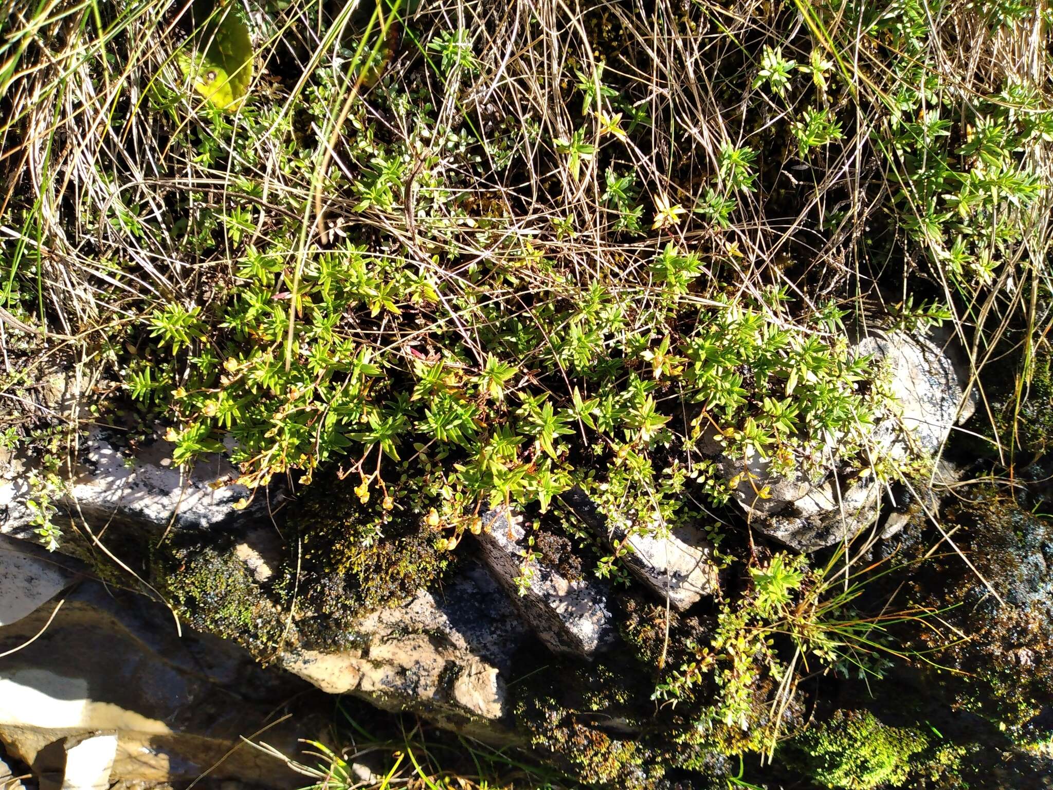 Слика од Veronica linifolia Hook. fil.