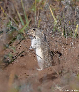 Image of Brandt's Vole