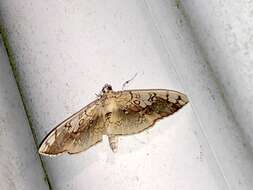 Image of Basswood Leafroller