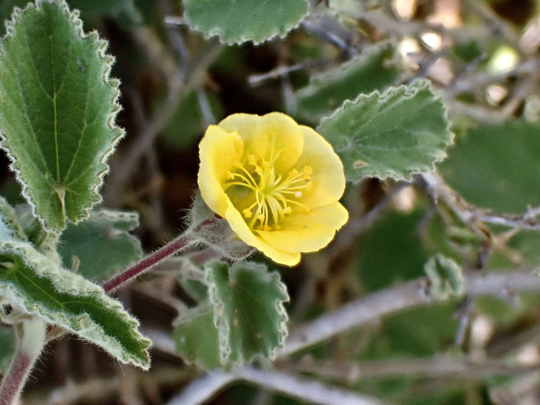 Image of Abutilon fraseri (Hook.) Walp.