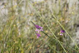 Image of Liniment Plant