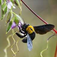 Imagem de Xylocopa flavonigrescens Smith 1854