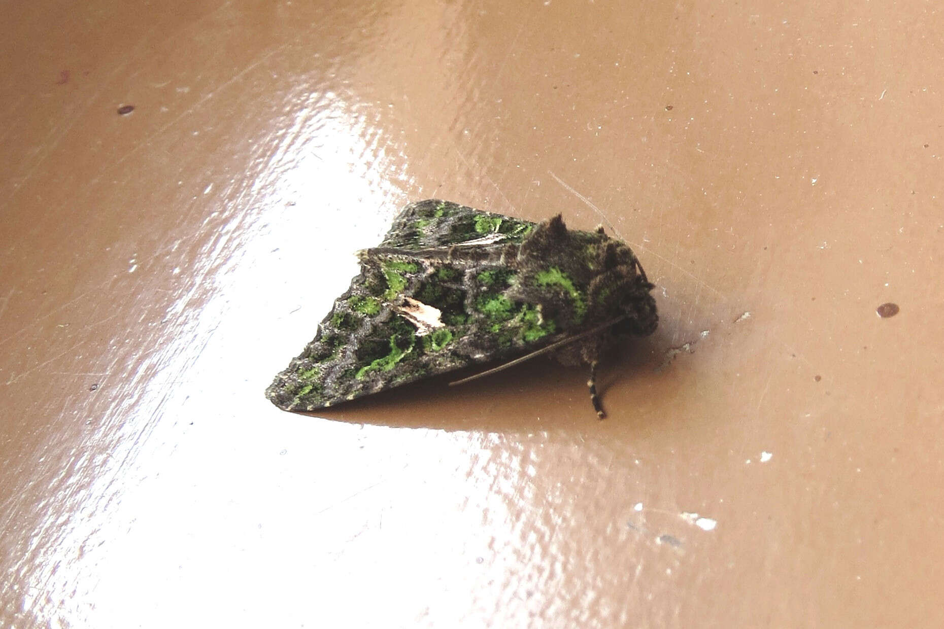 Image of orache moth