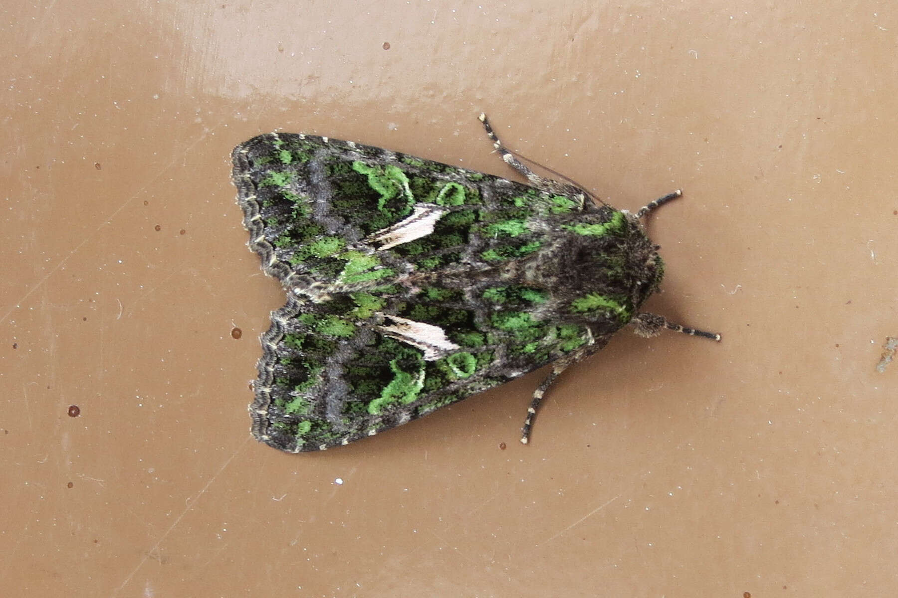 Image of orache moth